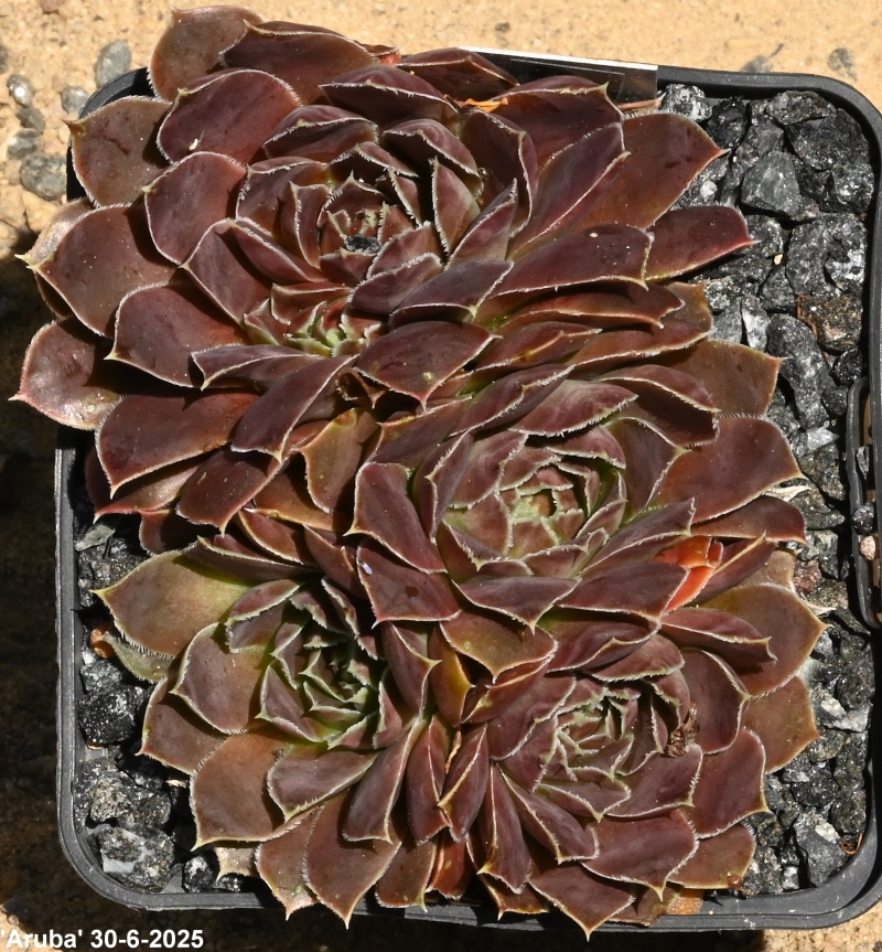 Aruba / Jovi