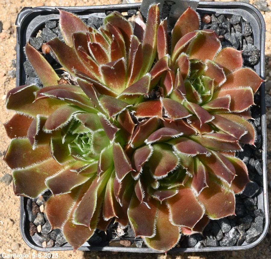 Carnigie / Jovi