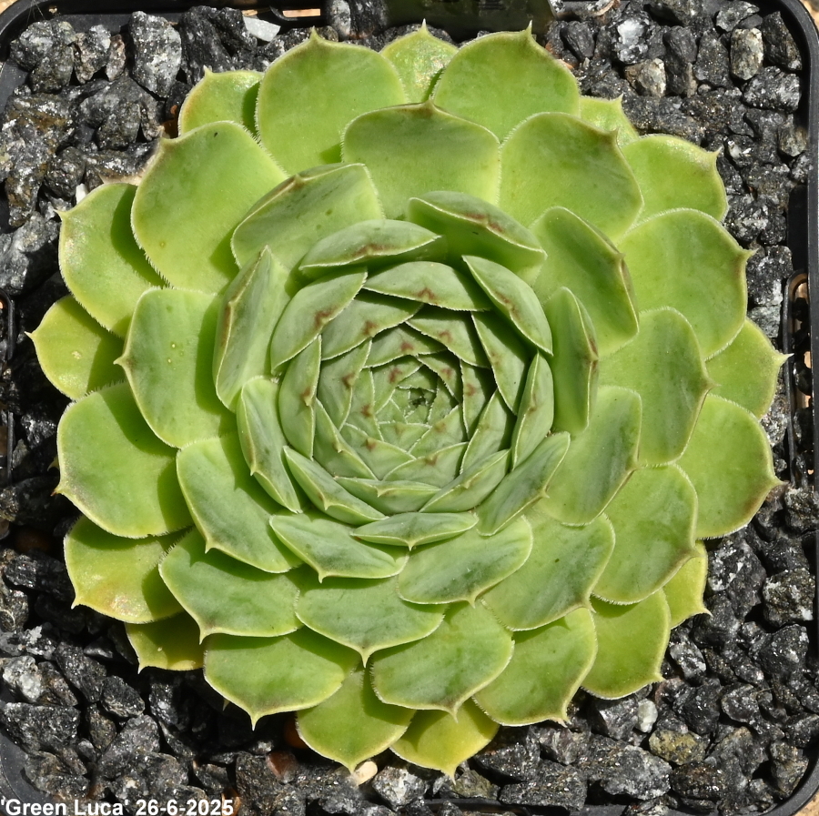 Green Luca / Jovi