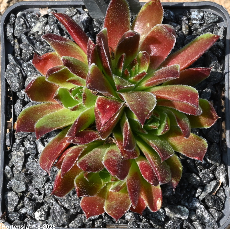 Hortensia / Jovi