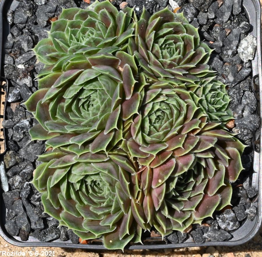 Rozilda / Jovi