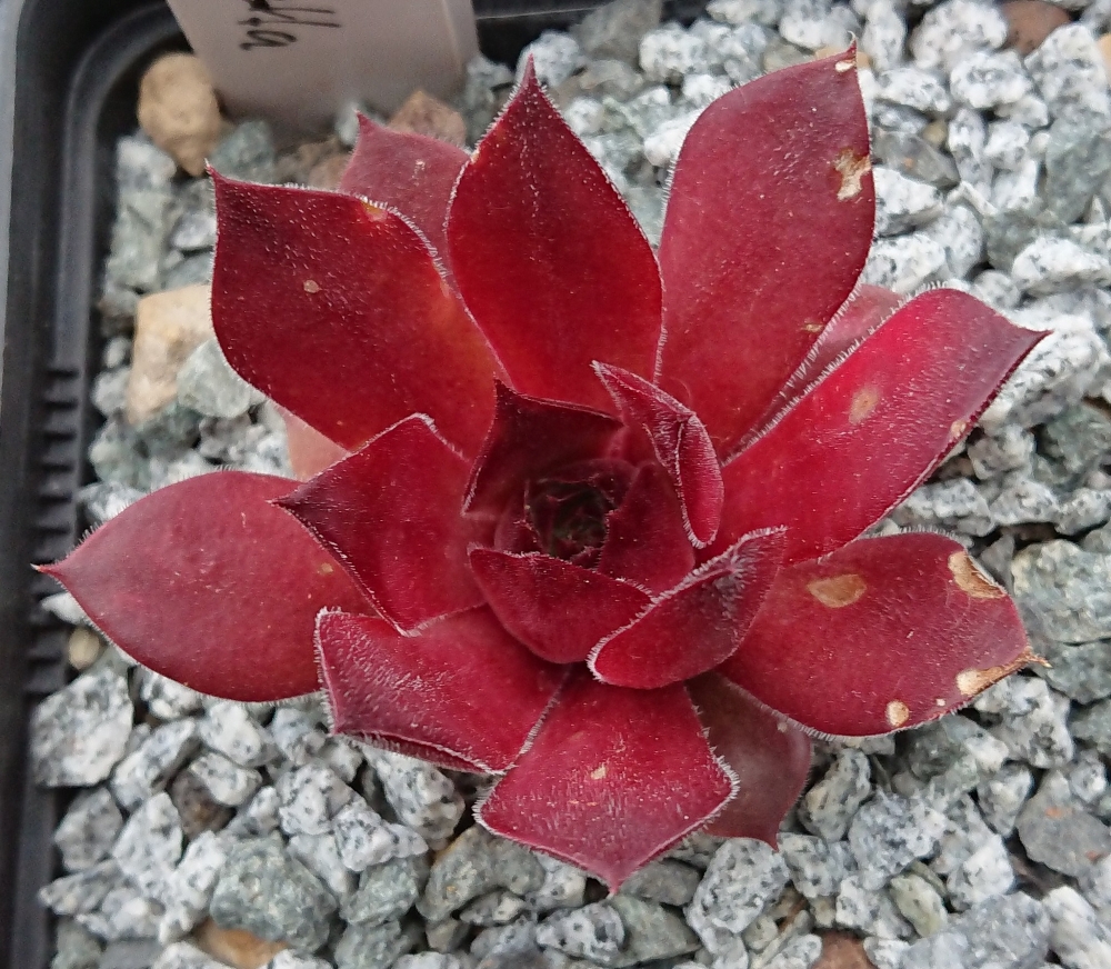 Vinetta
