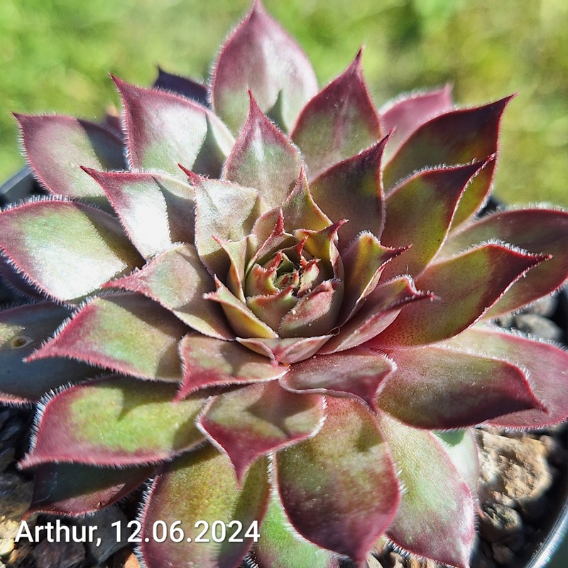 Arthur (NNG25)