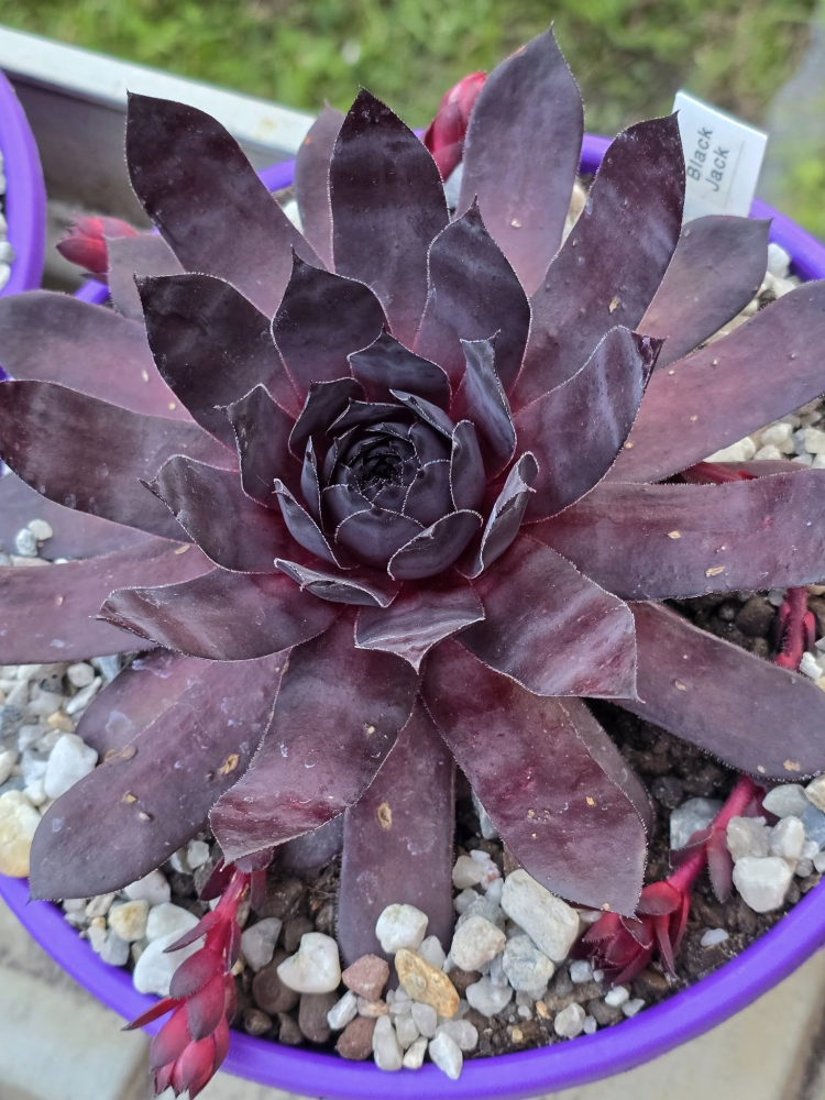 Black Jack (NNG)