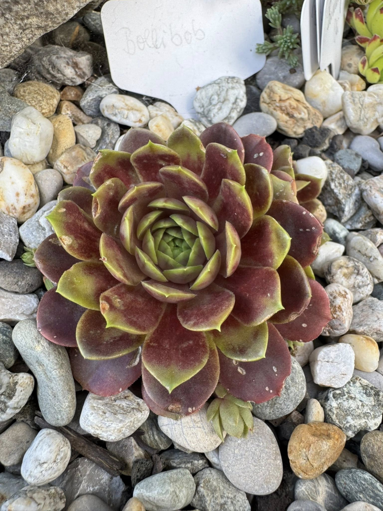 Bollibob (NNG25)