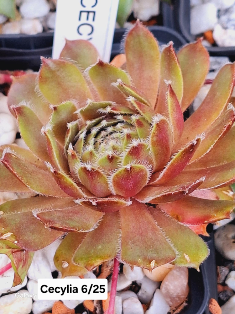 Cecylia (NNG24)