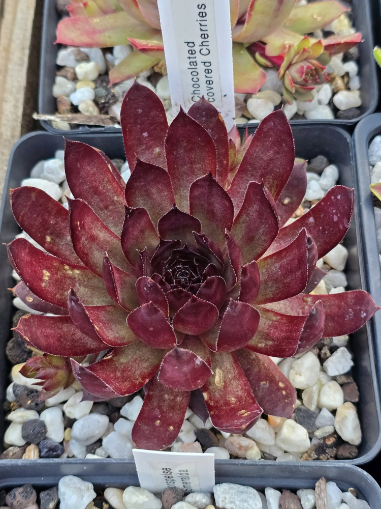 Chocolate covered Cherries (NNG)