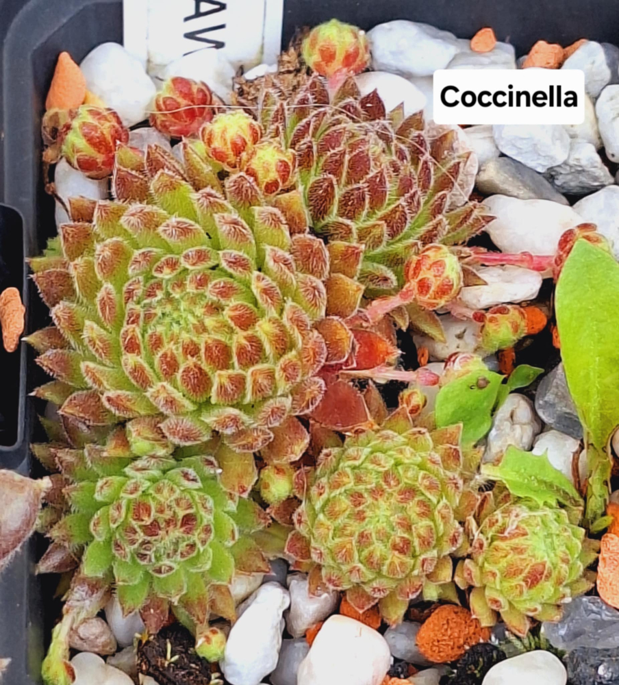 Coccinella (NNG)