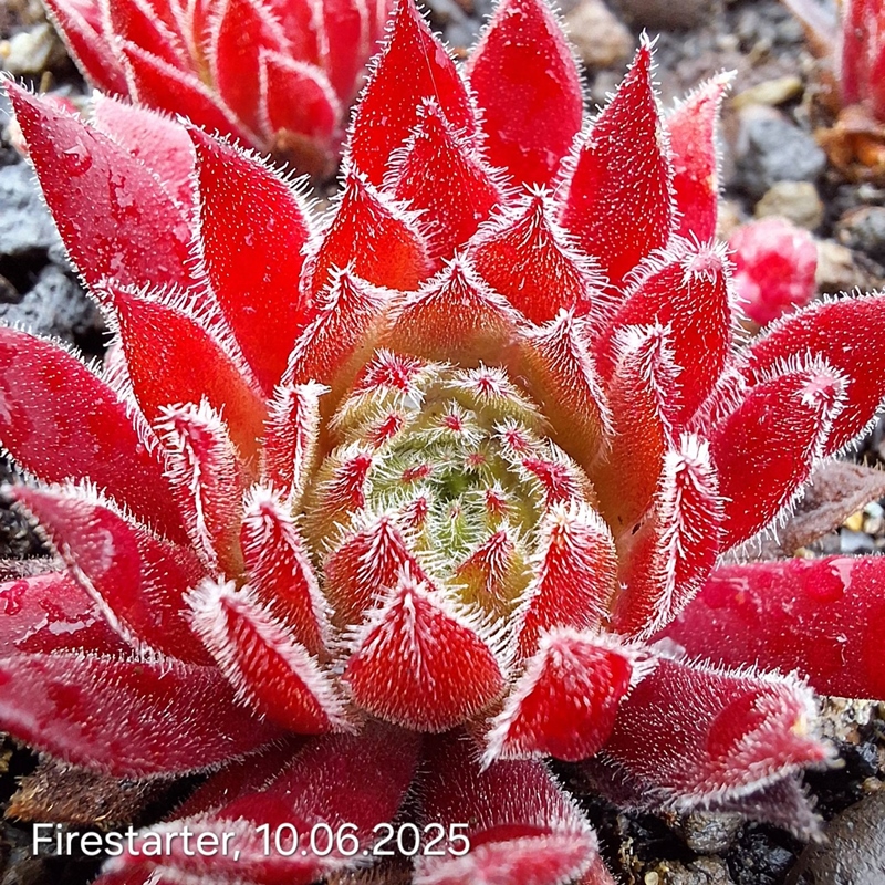 Firestarter (NNG25)