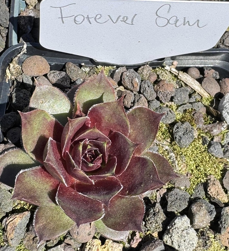 Forever Sam