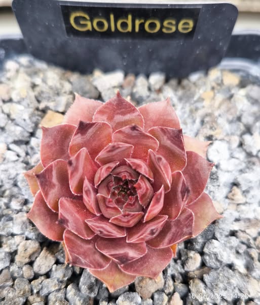 Goldrose (NNG)