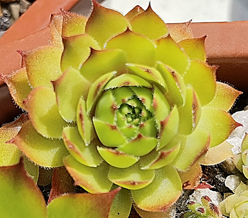 Goldstück