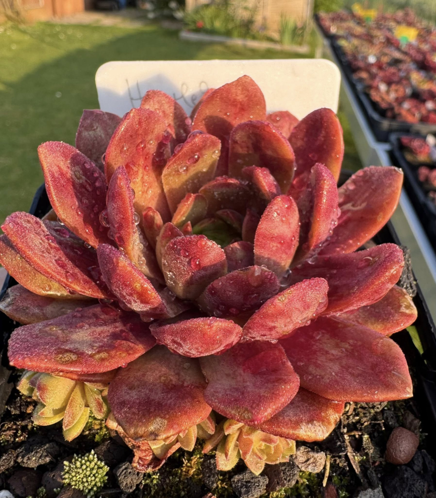Harlekin Rockoon (NNG)