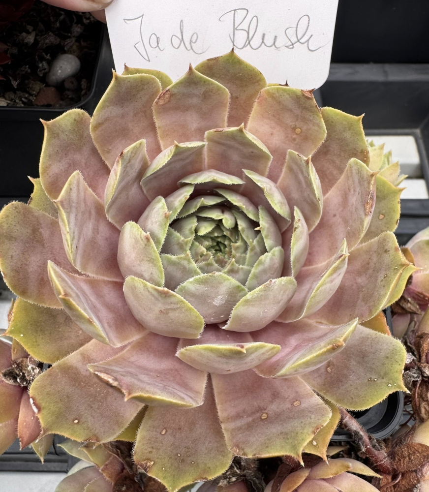 Jade Blush