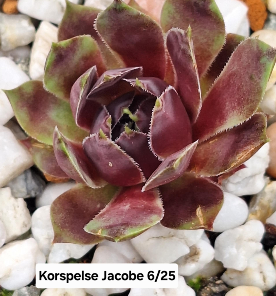 Korspelse Jacobee