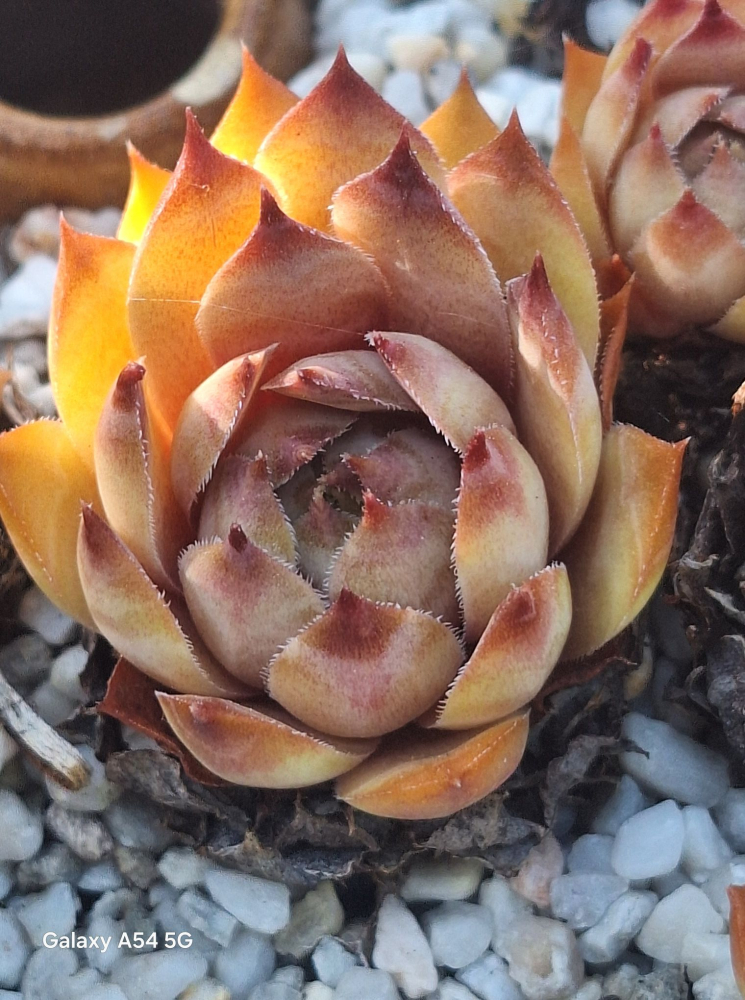 Lednice Pink (NG)
