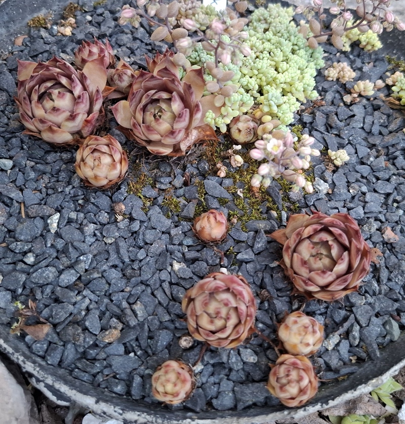 Lednice Pink (NG)