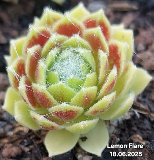 Lemon Flare©