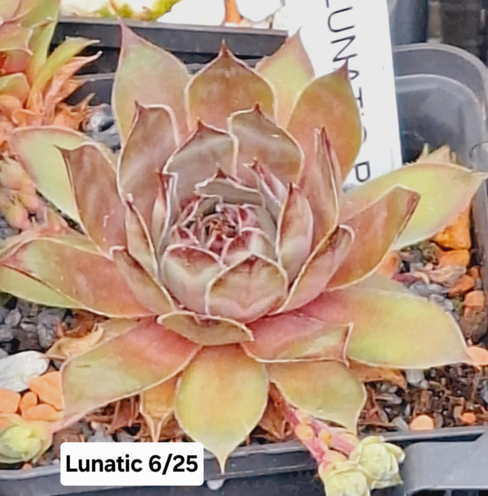 Lunatic (NNG)