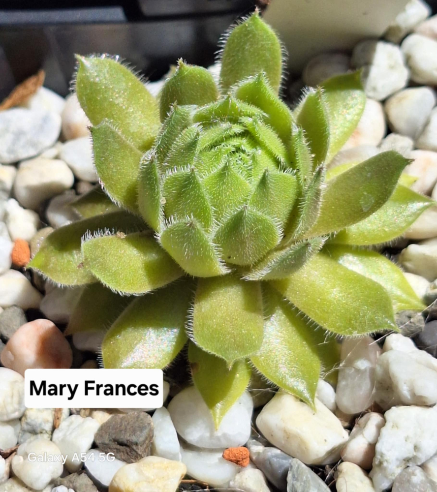 Mary Frances