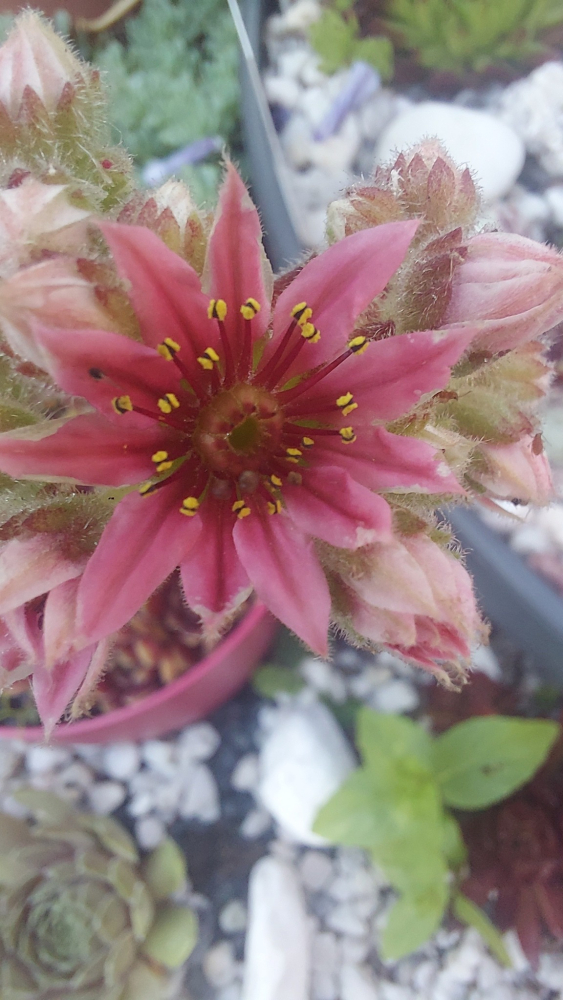 Pin Cushion