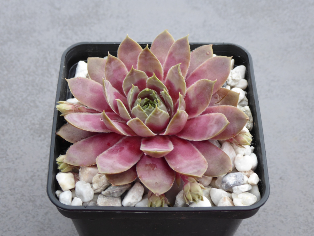 Pink Baby Girl (NNG25)