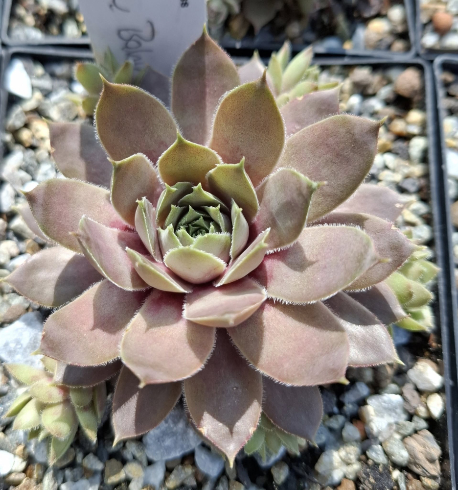 Pink Baby Girl (NNG25)