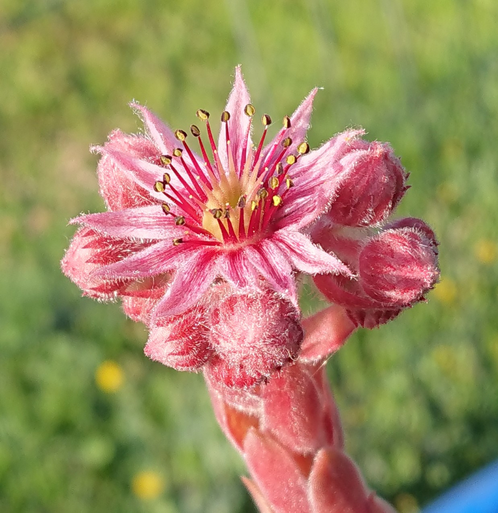Pink Janis
