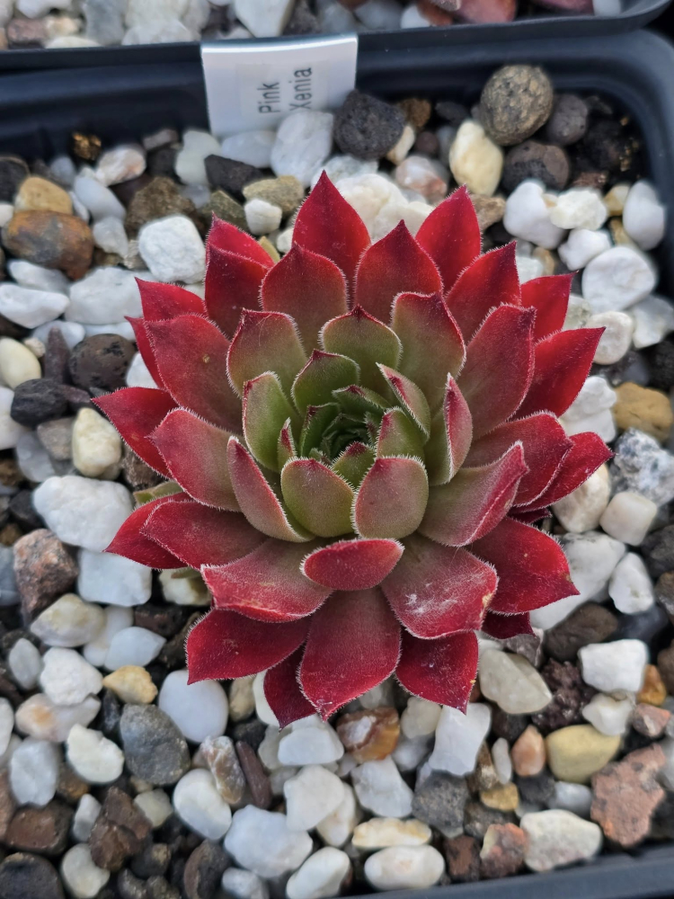 Pink Xenia (NNG)