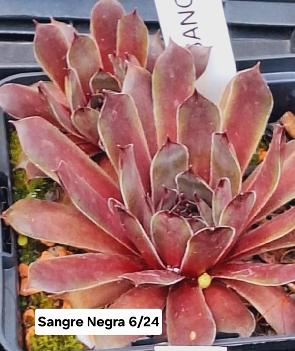 Sangre Negra (NNG)
