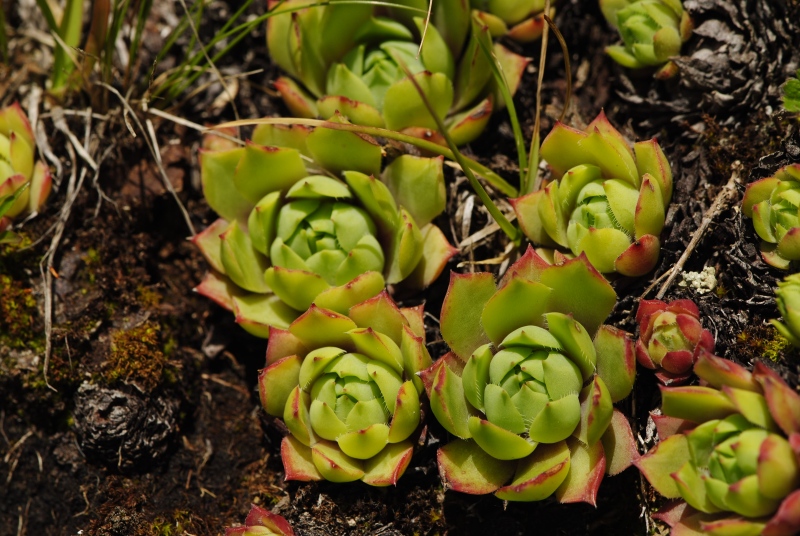 wulfenii from Campagnacia