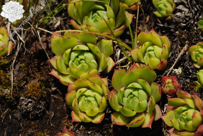 wulfenii from Campagnacia