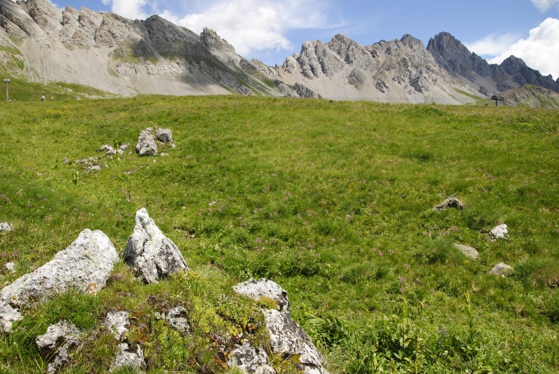 wulfenii from Campagnacia