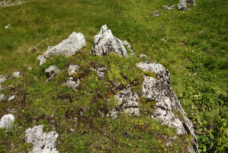 wulfenii from Campagnacia