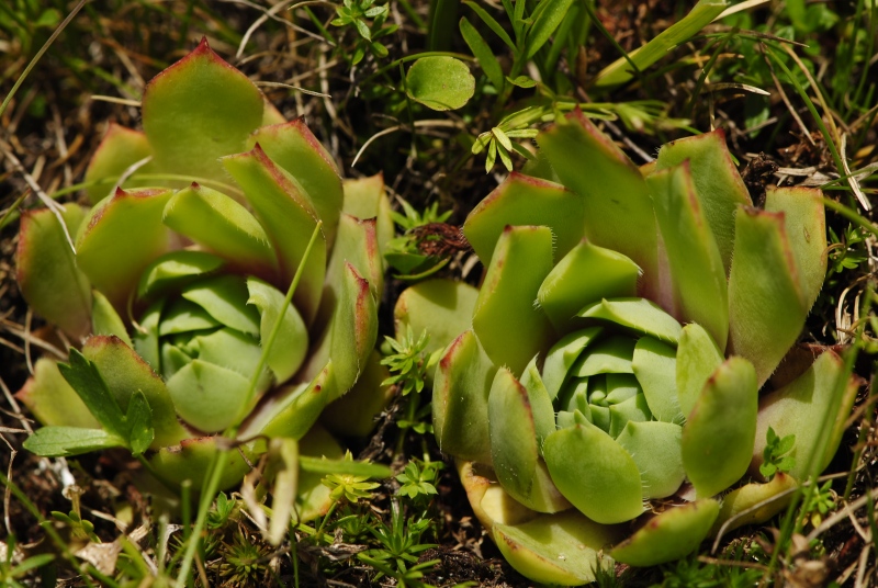 wulfenii from Campagnacia