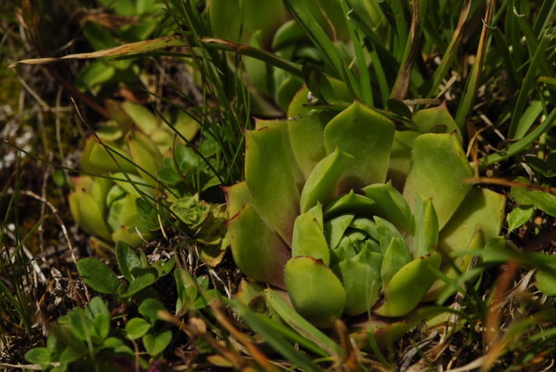 wulfenii from Campagnacia