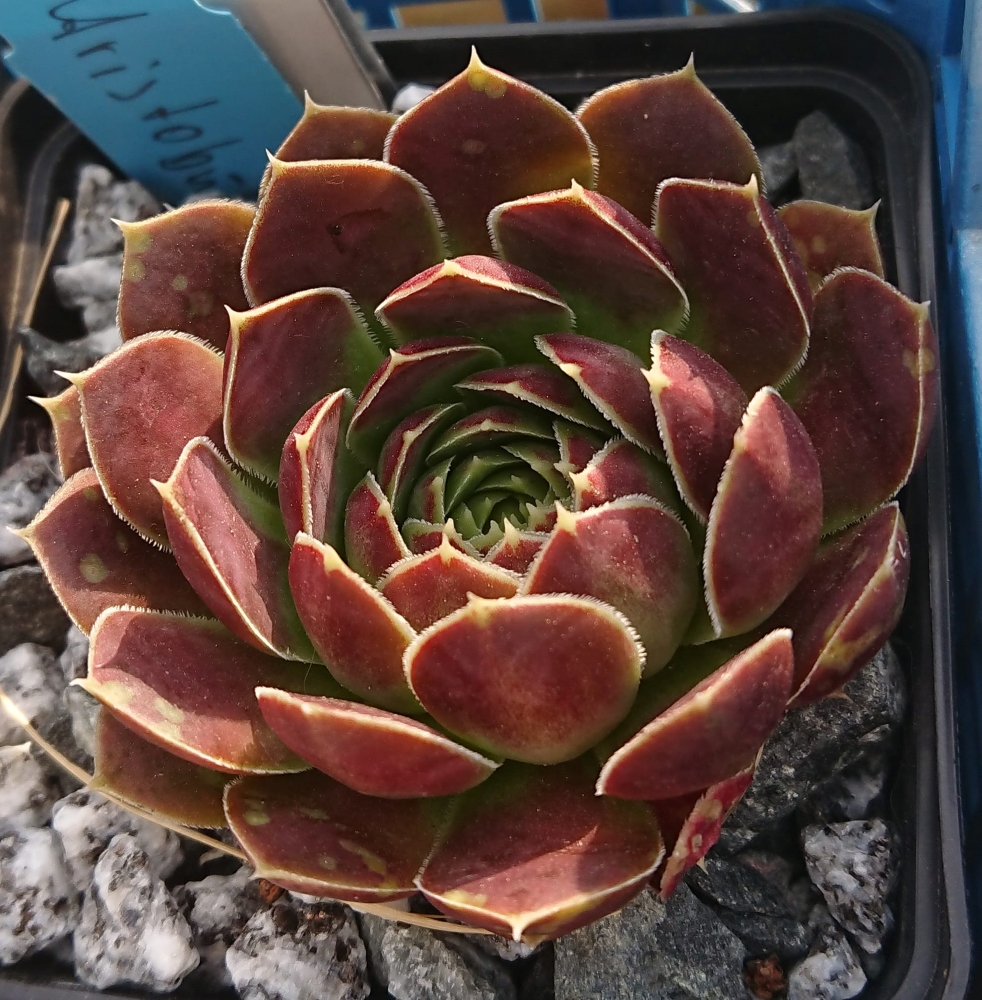 ARISTOBULE