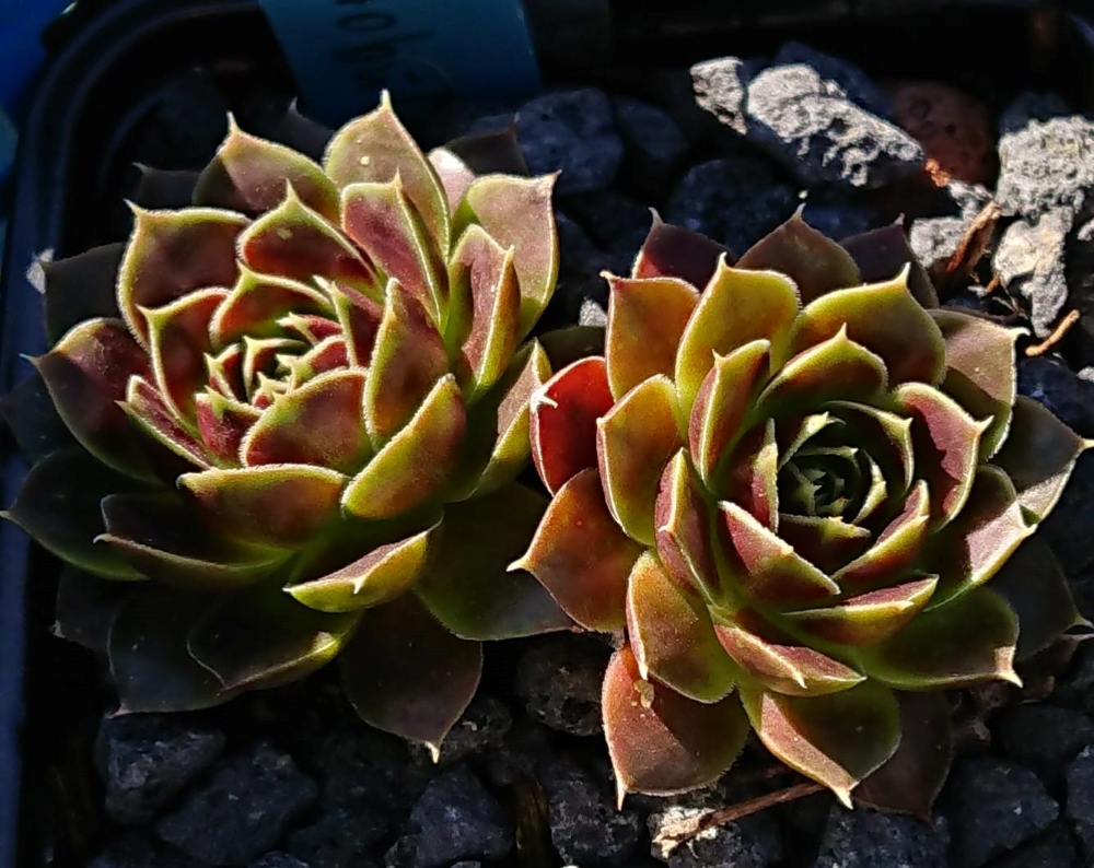 ARISTOBULE