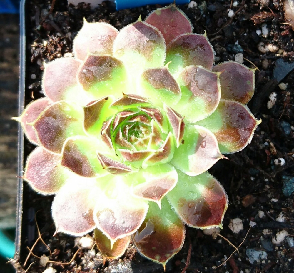 ARTEMIS