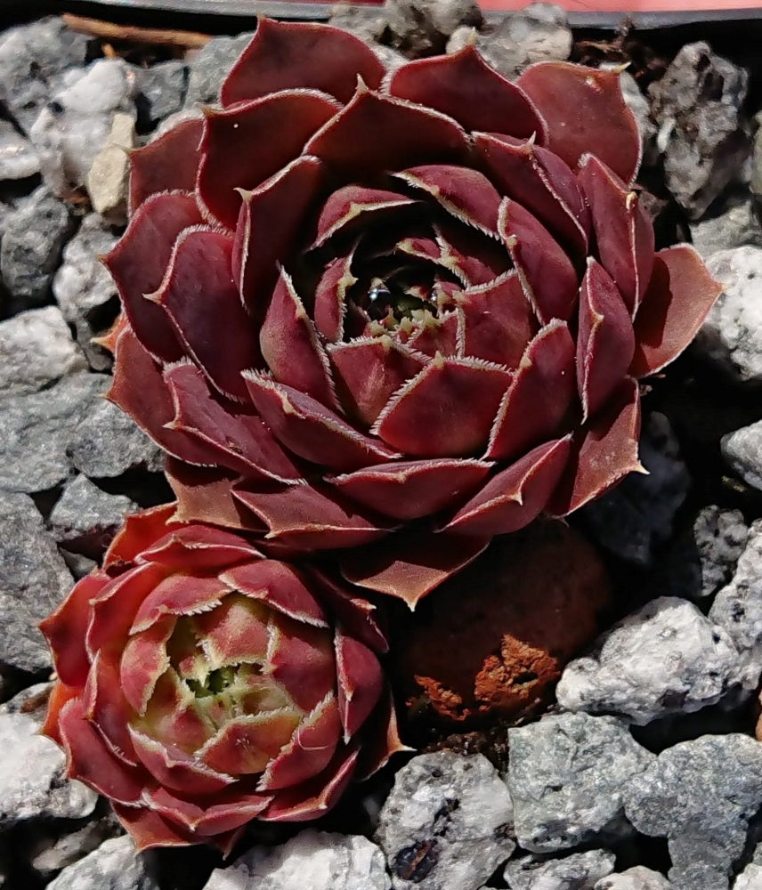 ARUBA