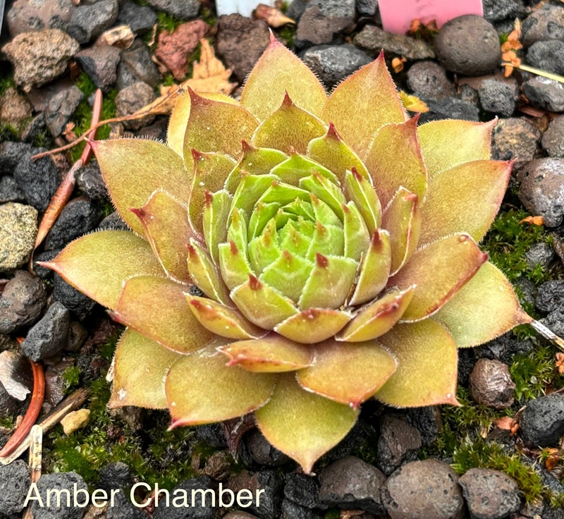 Amber Chamber (NNG)