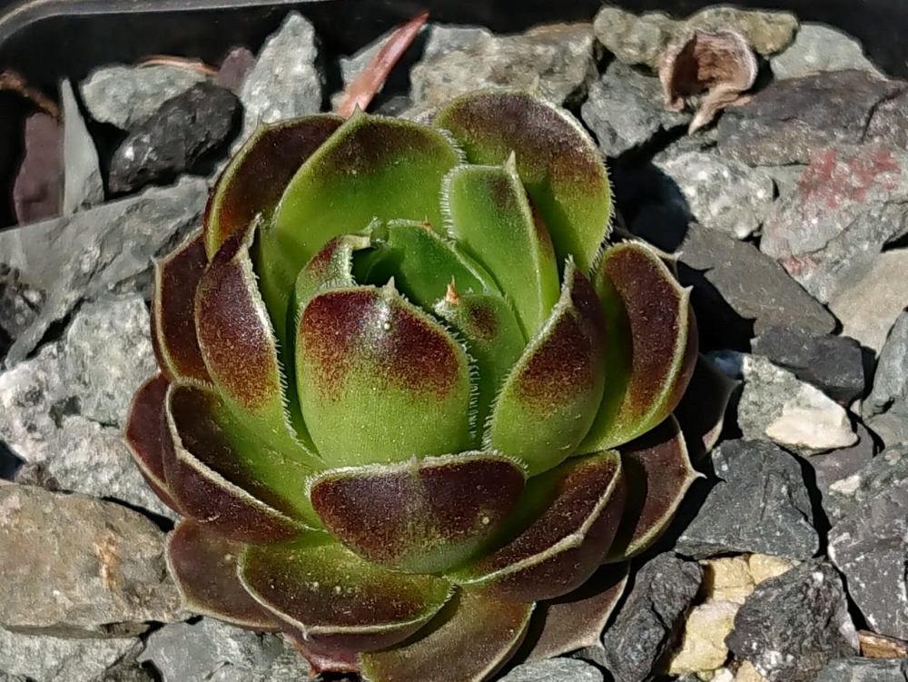 Bronze Odina