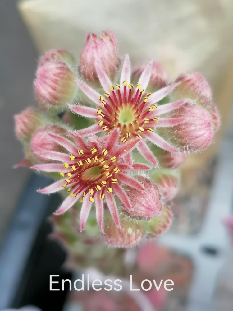Endless Love_Blüte