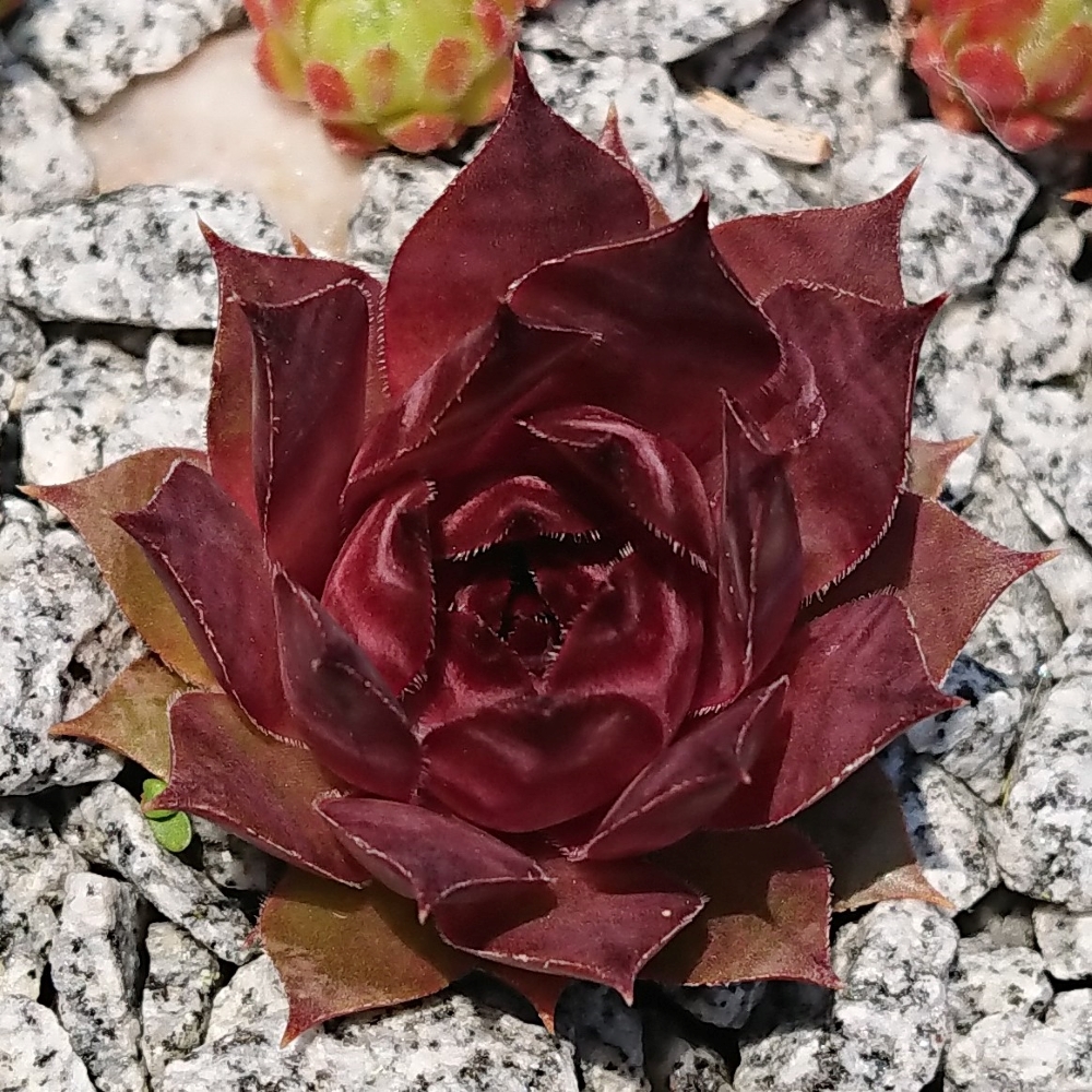 Esma