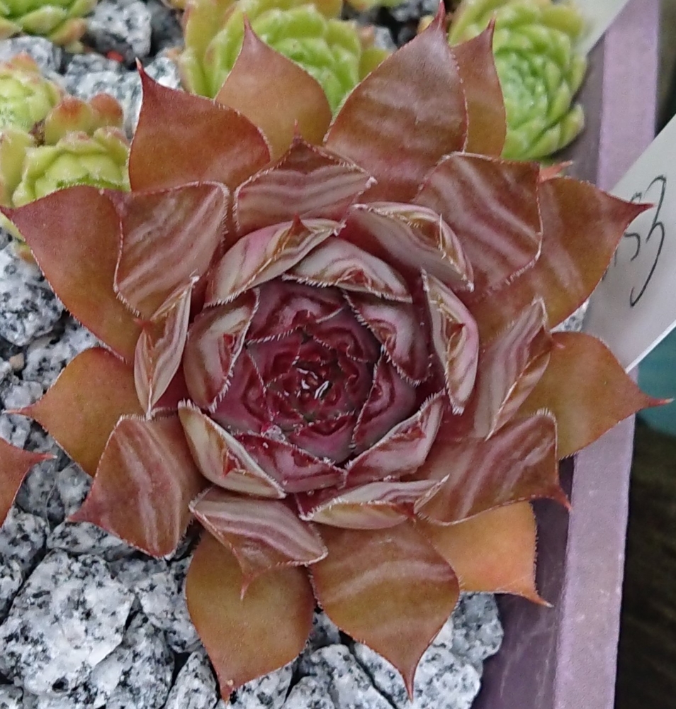 Esma