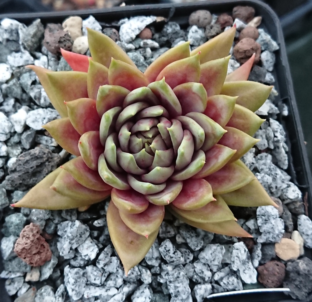 Fanfan la Tulipe 