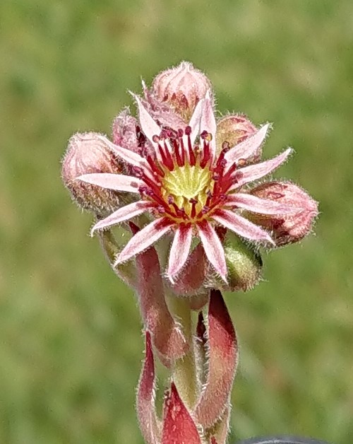 Grasshopper
