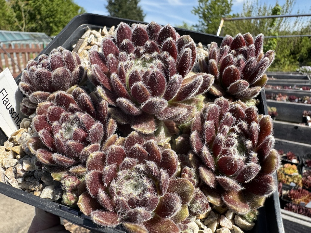 Flauschball