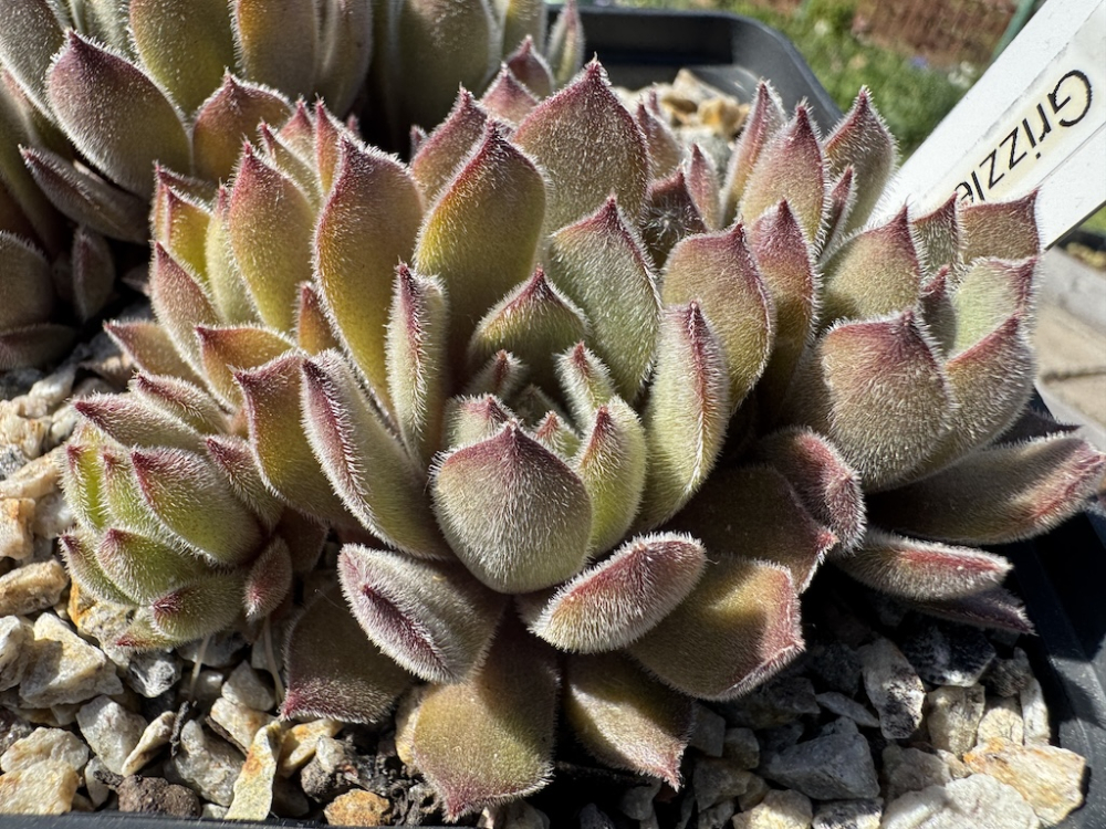  Grizzle Velvet (NNG)