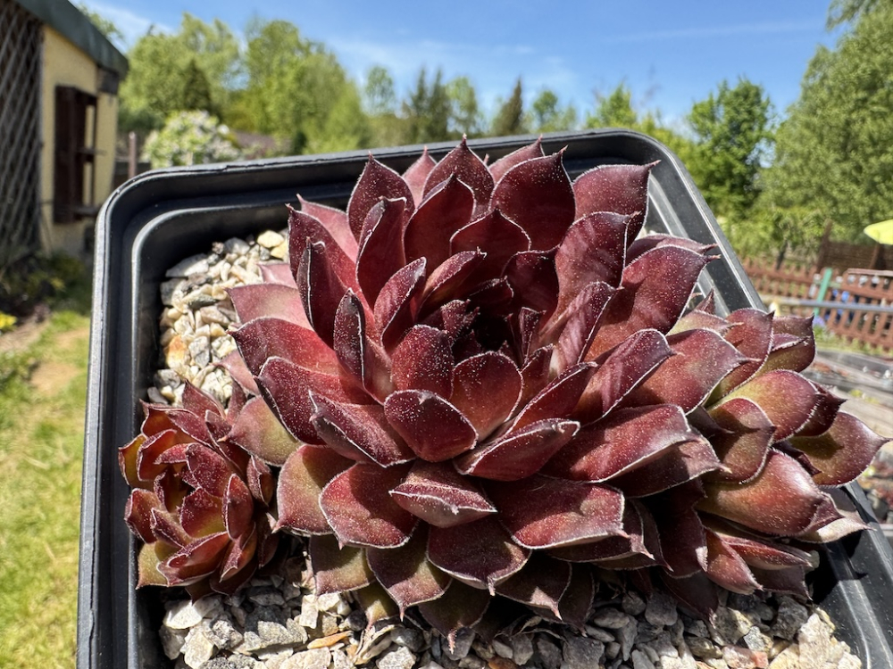  Korspelse Devillia